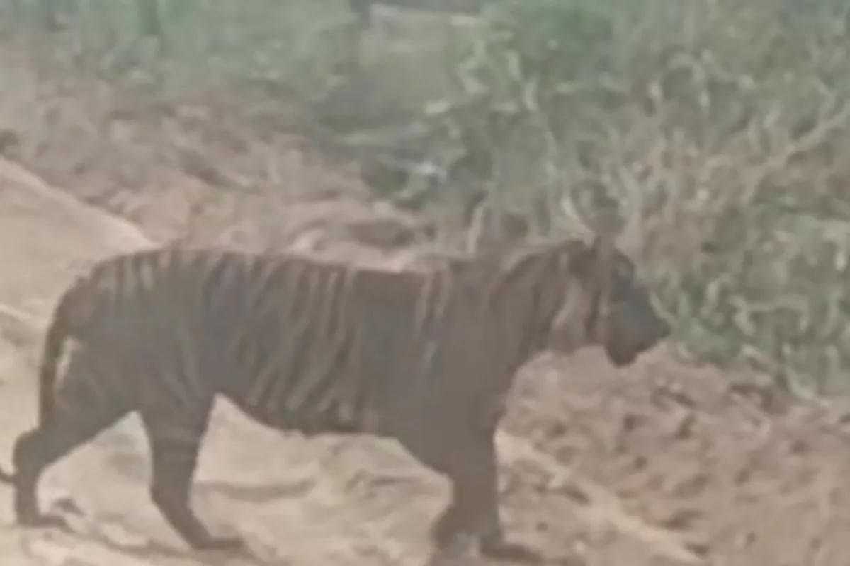 BBKSDA Riau giring anak harimau di Pelalawan masuk ke kawasan hutan