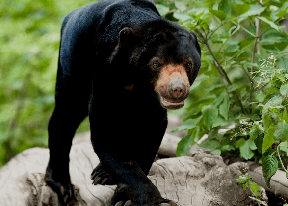Beruang Madu Muncul di Lokasi Bekas Banjir Bandang Agam, Warga Diimbau Waspada
