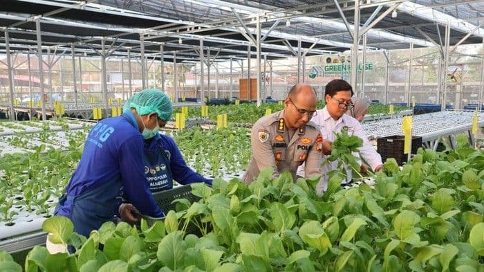 Greenhouse SPPG Palmerah Panen Sawi dan Ikan untuk Pasok Menu MBG